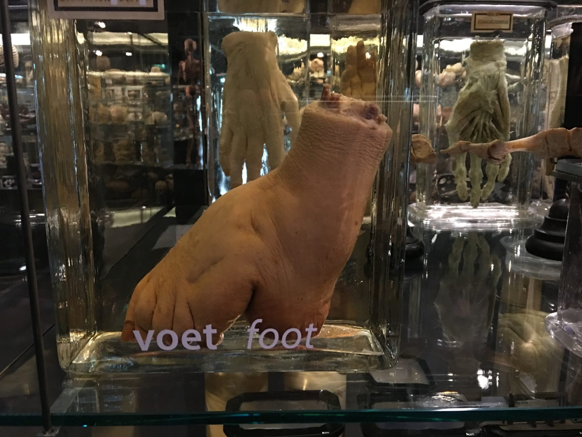 Vrolik Museum, Amsterdam (by Gabriele Maggi) (4).JPG